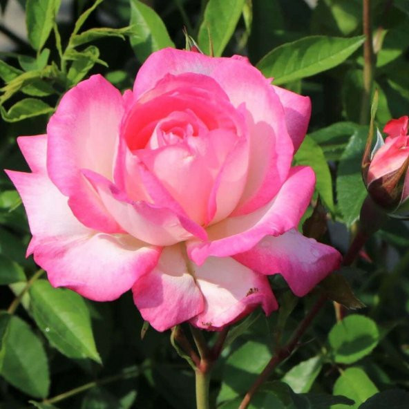 Tüplü Özel Renk Aşılı Harlequin Yediveren Gül Fidanı - Resim 2