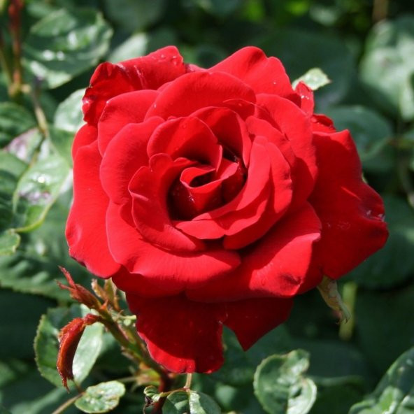 Tüplü Koyu Turuncu Marango Yediveren Gül Fidanı - Resim 5