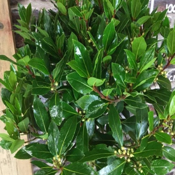 Tüplü Defne (Laurus) Ağacı Fidanı (70-100 cm) - Resim 2