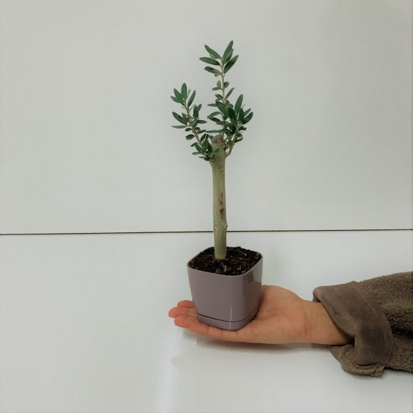 Bonsai Serisi Özel Üretim Purple Lüks Saksıda Hediyelik Zeytin Fidanı Ücretsiz Kargo İle - 3