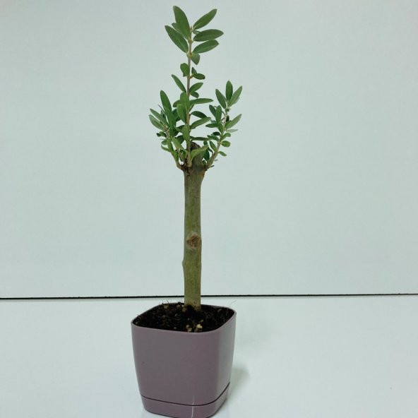 Bonsai Serisi Özel Üretim Purple Lüks Saksıda Hediyelik Zeytin Fidanı Ücretsiz Kargo İle - 5