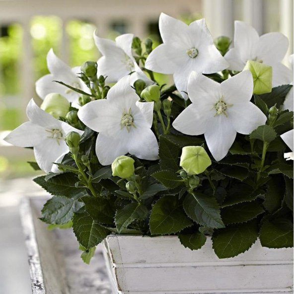 Beyaz Güzel Çiçekli Platycodon Balon Çiçeği Tohumu -100 Tohum ürün görseli