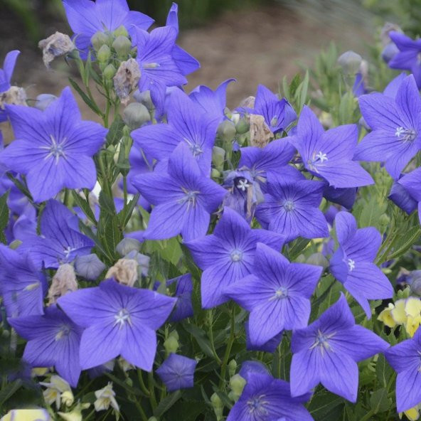Mavi Güzel Çiçekli Platycodon Balon Çiçeği Tohumu -100 Tohum ürün görseli