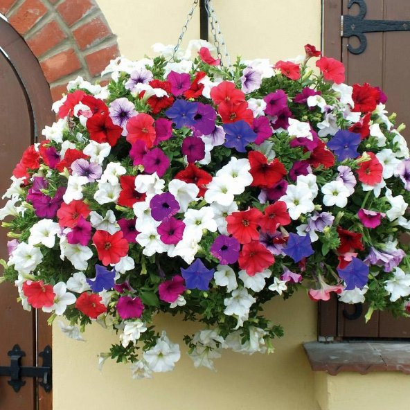 Sarkıcı Nana Compact Mixed Petunya (Petunia) Çiçeği Tohumu -100 Adet - 2