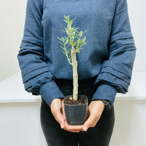 Bonsai Serisi Özel Üretim Black Lüks Saksıda Hediyelik Zeytin Fidanı Ücretsiz Kargo İle - 6