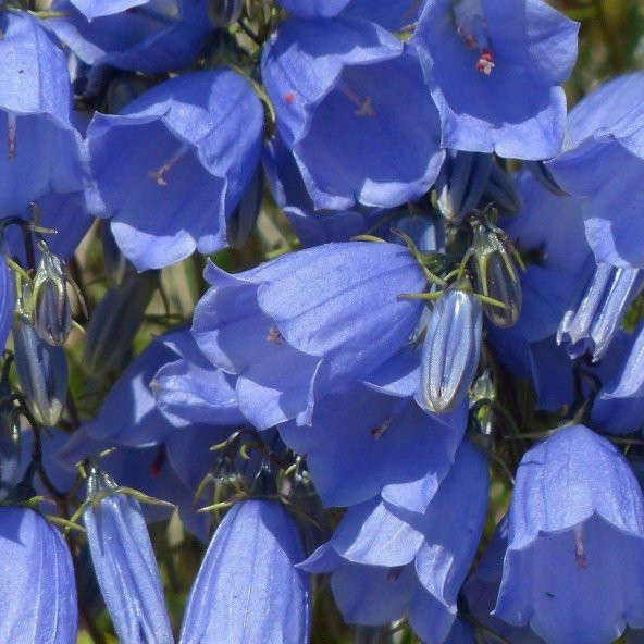 İsabellina Blue Renklerde Campanula Çan Çiçeği Tohumu -100 Adet