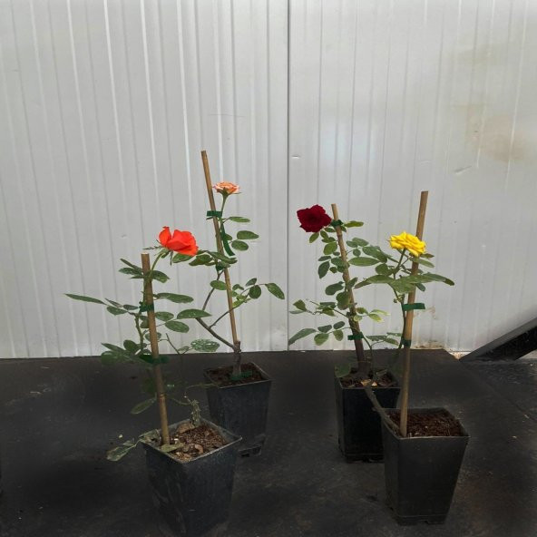 Karışık Tüplü Kokulu Yediveren Gül Fidanı Paketi -5li Paket - Resim 3