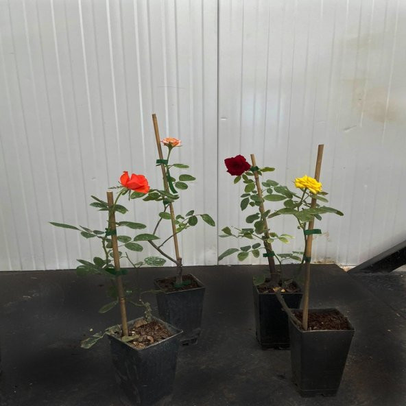 Karışık Tüplü Kokulu Yediveren Gül Fidanı Paketi -5li Paket - Resim 5