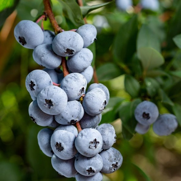 Tüplü Aromalı Bluejay Yaban Mersini Fidanı ürün görseli