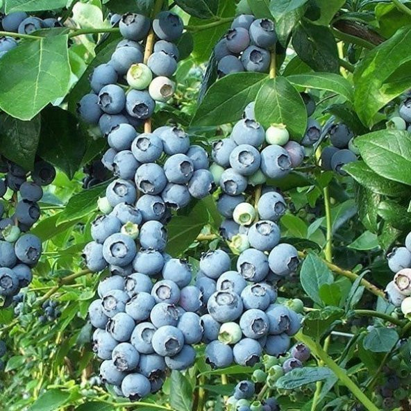 Tüplü Aromalı Darrow Yaban Mersini  Fidanı - Resim 5