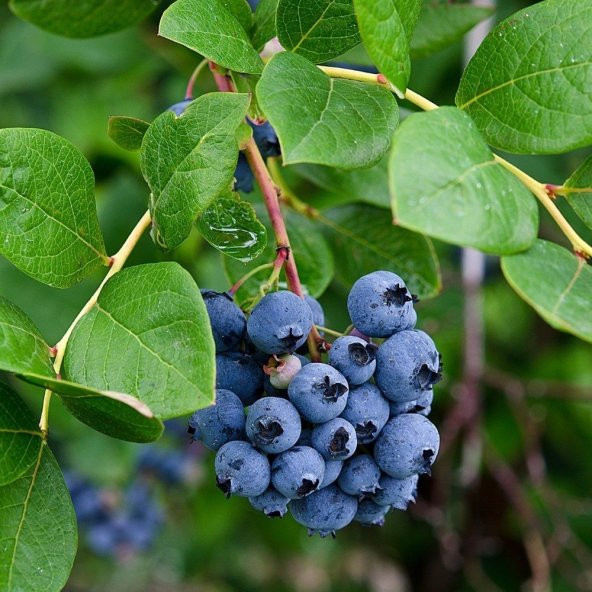 Tüplü Aromalı Chandler Yaban Mersini Fidanı - Resim 4
