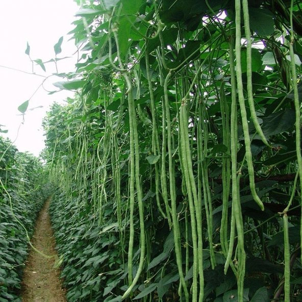 Sırık Börülce Fidesi (5 adet)