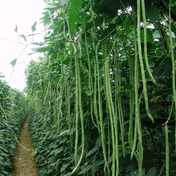 Sırık Börülce Fidesi (5 adet) - 3