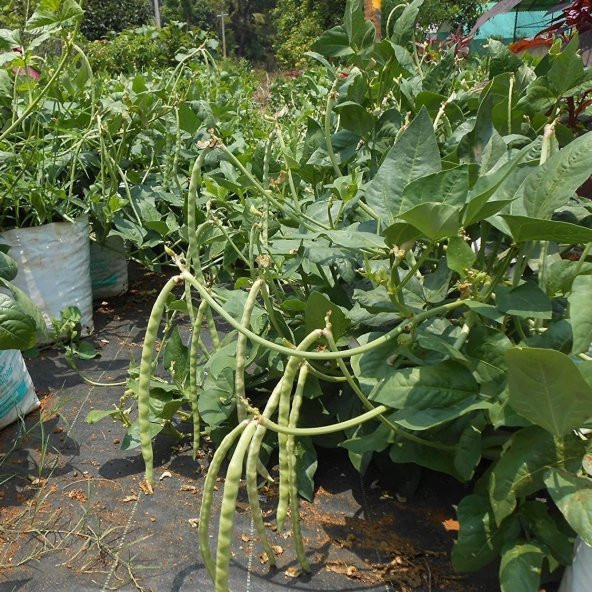 Oturak Börülce Fidesi (5 adet) - 3