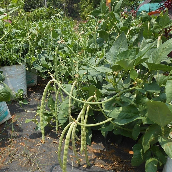 Oturak Börülce Fidesi (5 adet) - 5