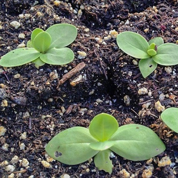 Kokulu Karışık Renkli Lisianthus Çiçeği Çiçeği Fidesi (10 adet) - Resim 8