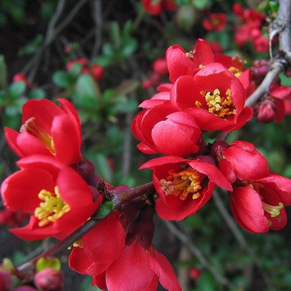 Güzel Çiçekli Tüplü Japon Ayvası (Japanese Quince) Fidanı - Resim 3