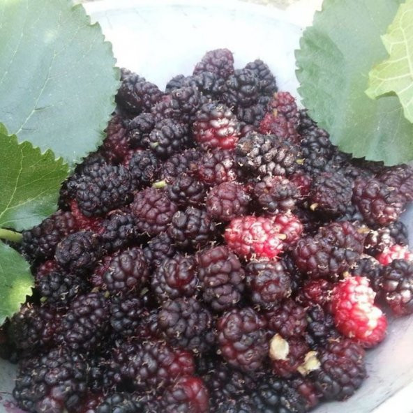 Tüplü Ekşi Kara Ekin Dut Fidanı (60-100cm) - Resim 4