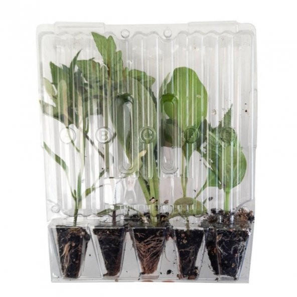 Doğal Roka Fidesi (5 Adet) - 2