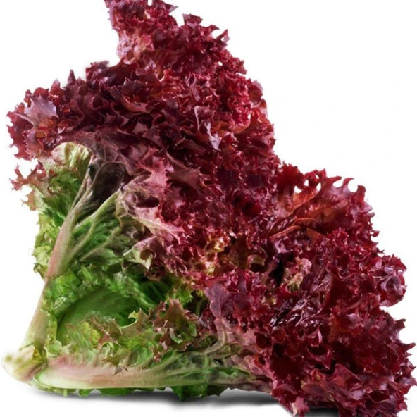 Kırmızı Marul Fidesi (5 adet) - Resim 5