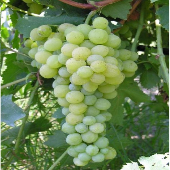 Tüplü Nevşehir Hevenklik  Beyaz Buludu Üzüm Fidanı - 3