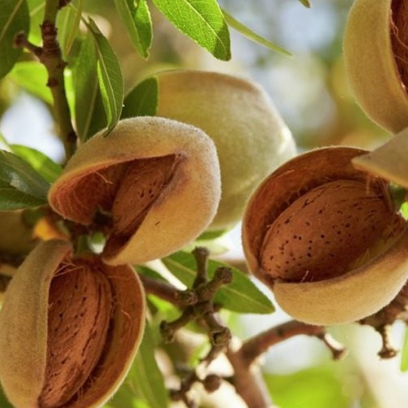 Tüplü Yarı Bodur Ne Plus Ultra Badem Fidanı - 1