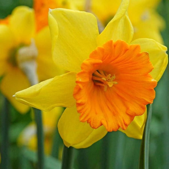 Love Day Sun Nergis Soğanı (5 adet) - Resim 2