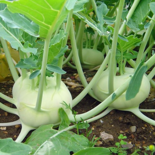 Doğal Yeşil Kohlrabi(Alabaş) Tohumu (20 Tohum)