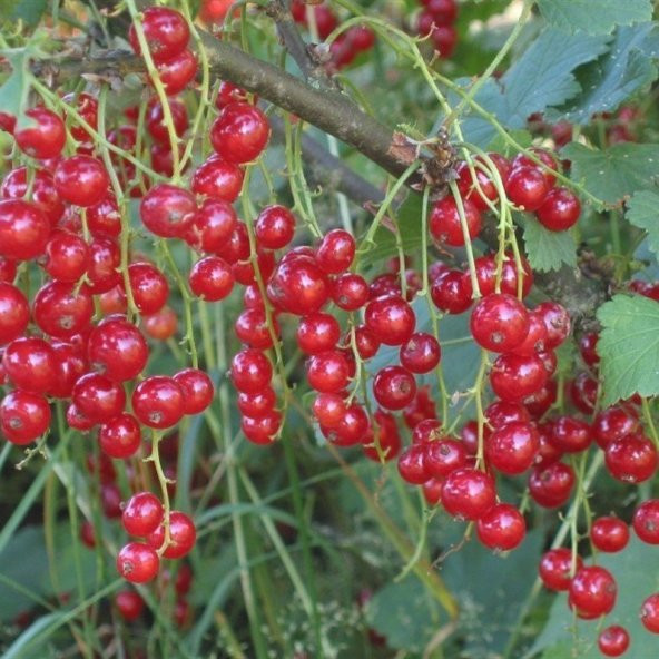 Doğal Kırmızı Frenk Üzümü Tohumu (10 Adet) - Resim 4