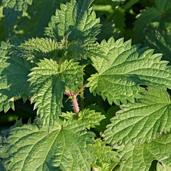 Doğal Isırgan Otu Tohumu(150 adet ) - Resim 2