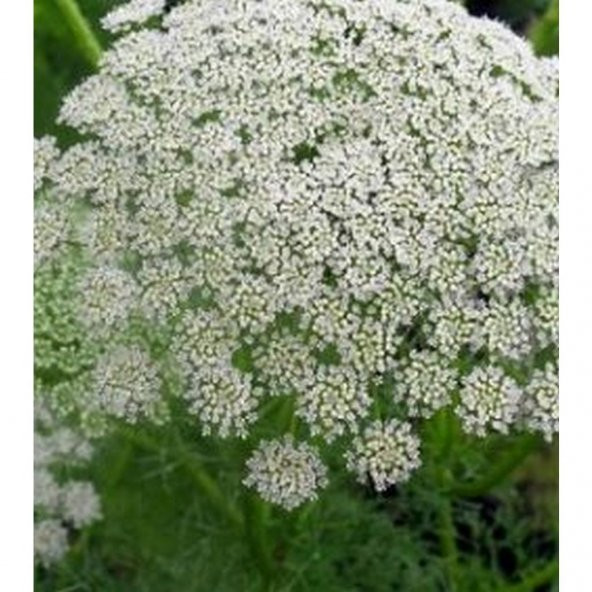Spilanthes Oleraceae Tothache Plant Doğal Diş Otu Tohumu(20 tohum) - Resim 3