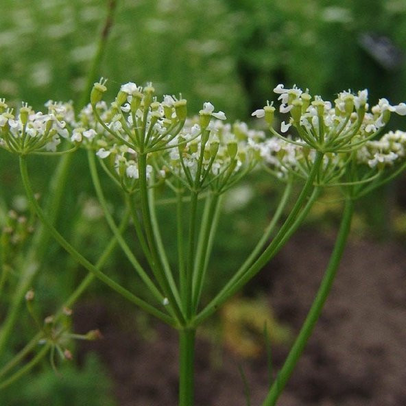 Doğal Anason Tohumu(100 adet) - Resim 2