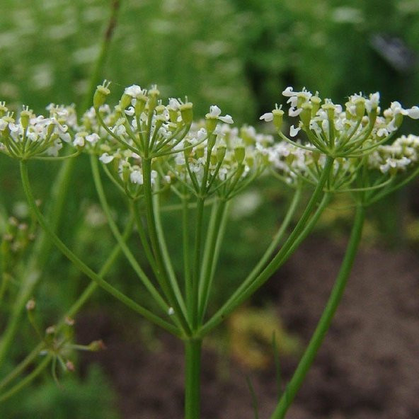 Doğal Anason Tohumu(100 adet) - Resim 3