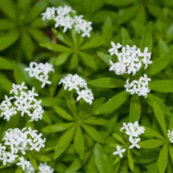 Geyik Otu Tohumu(100 tohum) - Resim 3