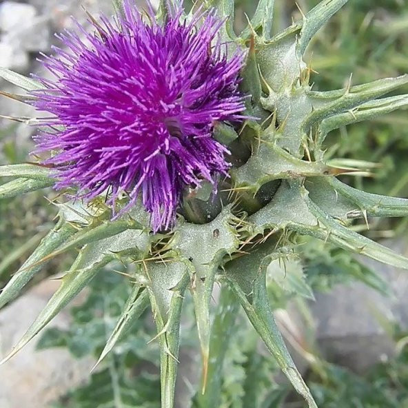 Kenger Otu(Cynara Cardunculus) Tohumu(5 tohum) ürün görseli