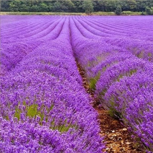 Lavandula Angustifolia Lavanta Çiçeği Tohumu(25000 tohum)