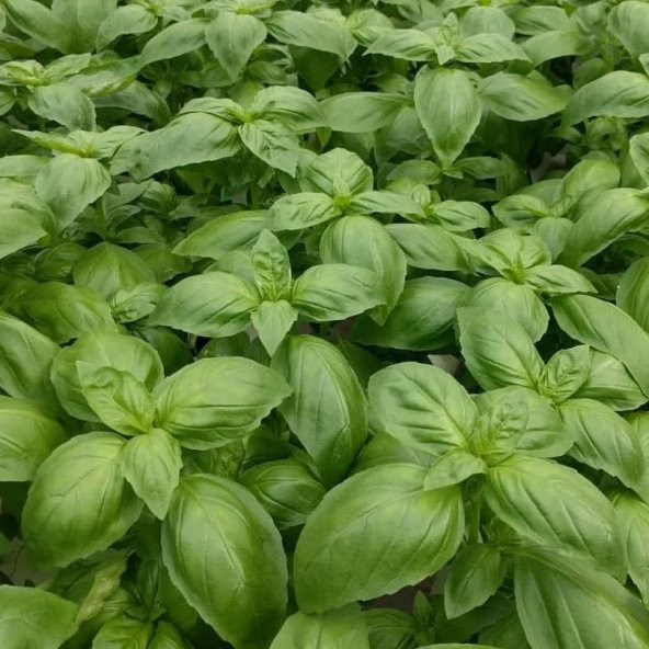 Dogal Green Geniş Yapraklı Aromatik Fesleğen Tohumu (50 tohum) - Resim 2