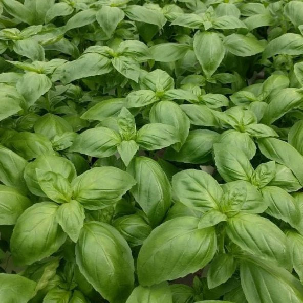 Dogal Green Geniş Yapraklı Aromatik Fesleğen Tohumu (50 tohum) - Resim 3