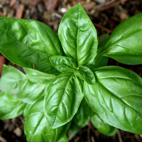 İri Yaprakllı Genovese Fesleğen Tohumu (200 tohum) - Resim 3