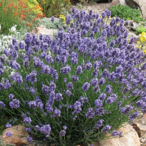 Mavi Hidcote Lavanta Tohumu (20 tohum) - Resim 3