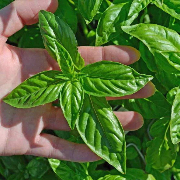 Big Leaf İri Yapraklı Fesleğen Tohumu (250 tohum