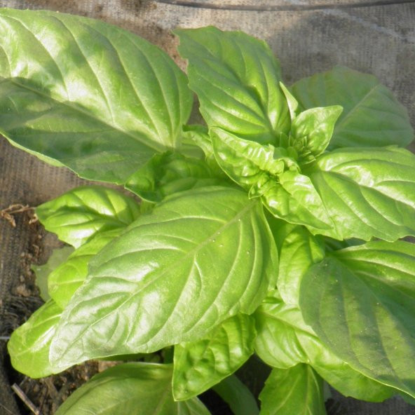 Saksılık Çok Geniş Yapraklı Tatlı Fesleğen Tohumu (250 tohum) - Resim 3