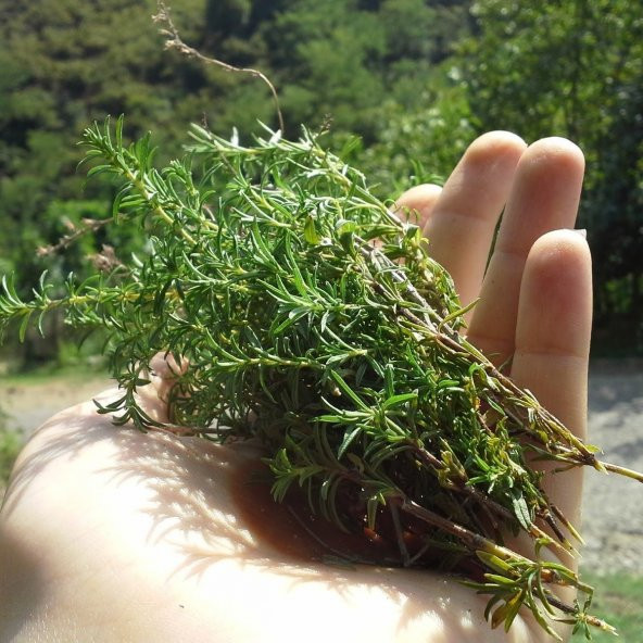 Kış Kekiği Tohumu (200 tohum) - Resim 3