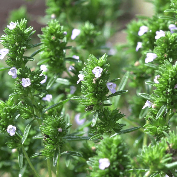 Yaz Kekiği Tohumu (200 tohum) - Resim 4