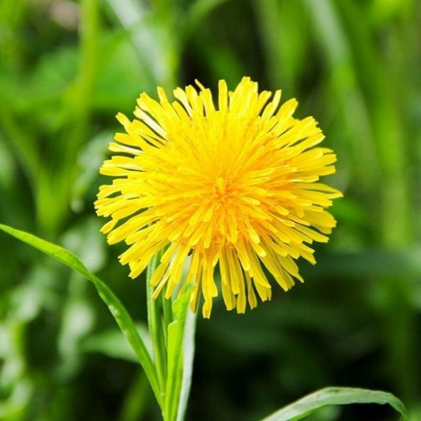 Doğal Şifalı Karahindiba Tohumu (250 tohum) ürün görseli