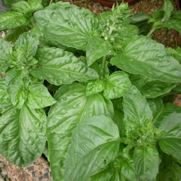 Dik Gelişen Limon Fesleğen Tohumu(100 tohum) ürün görseli