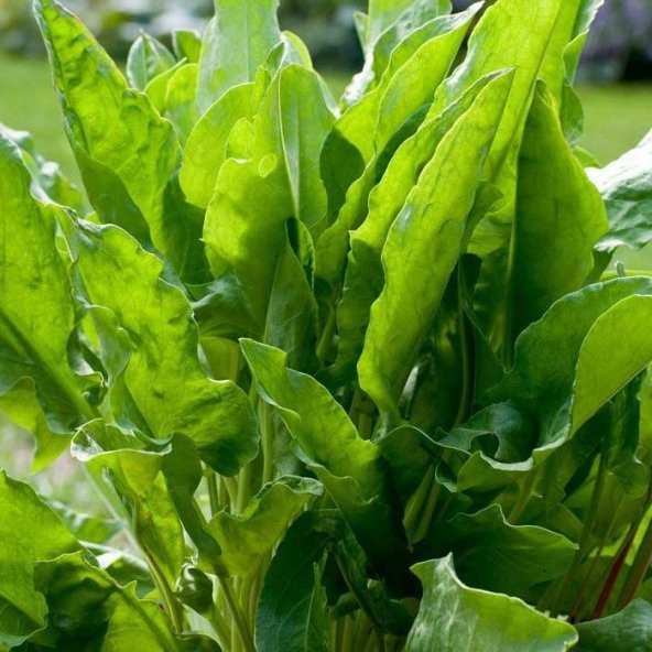 Doğal Kuzu Kulağı Tohumu(50 tohum) - Resim 3