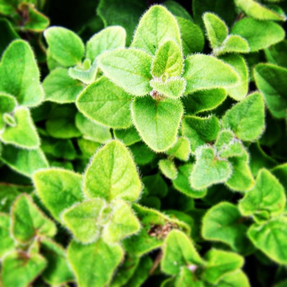 Mercanköşk(Origanum majorana)  Tohumu (200 tohum) - Resim 4
