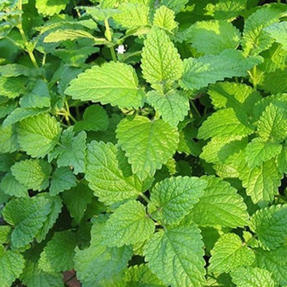 Melissa(Oğul) Otu Tohumu (200 tohum) - Resim 4