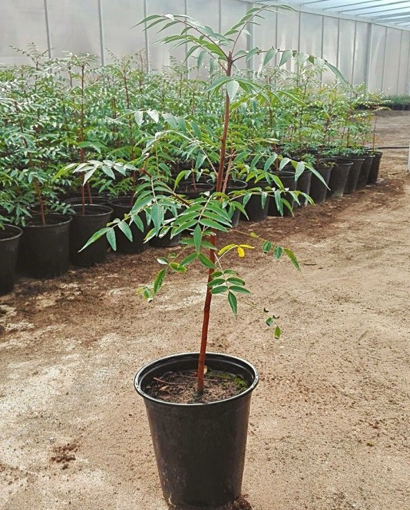 Tüplü Ucb 1 Antep Fıstığı Anacı Fidanı ürün görseli